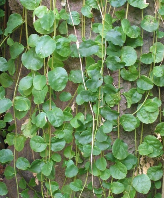 Caper Bush, Capparis spinosa, Seeds (Edible, Showy, Fragrant)
