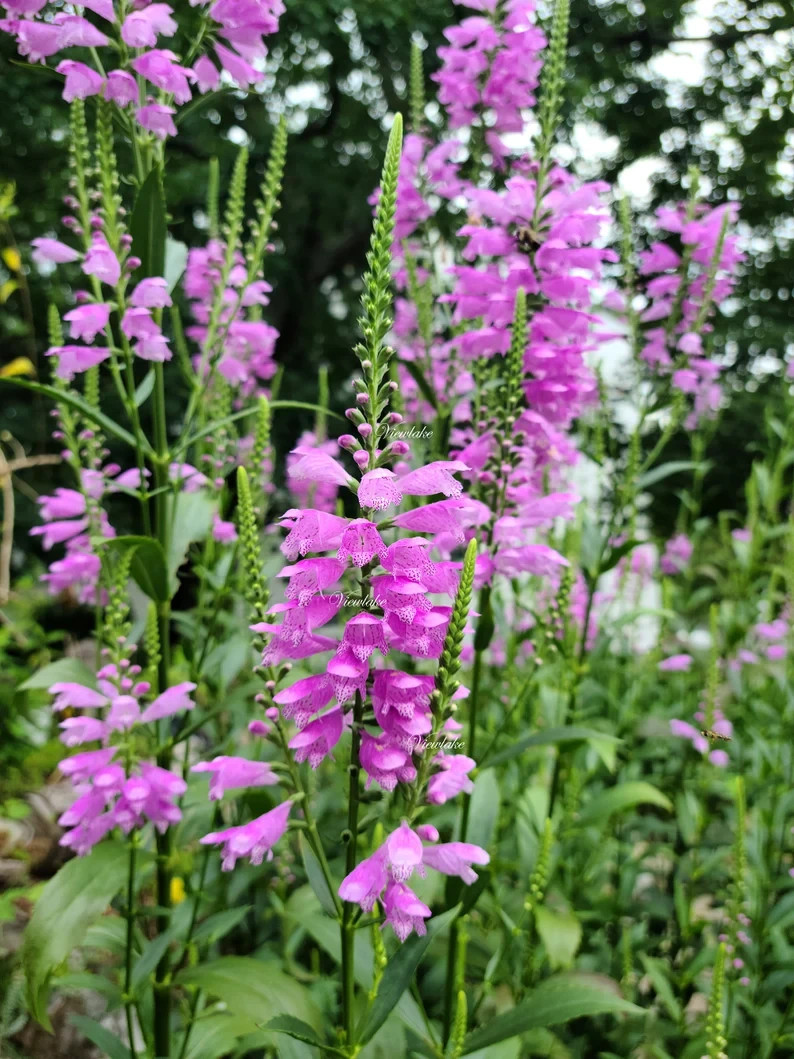 OBEDIENT PLANT, PHYSOSTEGIA , FALSE DRAGONHEAD, 10 PLANTS – SEE DESCRIPTION!
