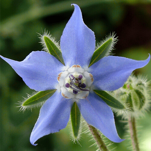 Borage Seeds | 100 Seeds | Heirloom – Non-GMO | Free Shipping | Herb Seeds 1149