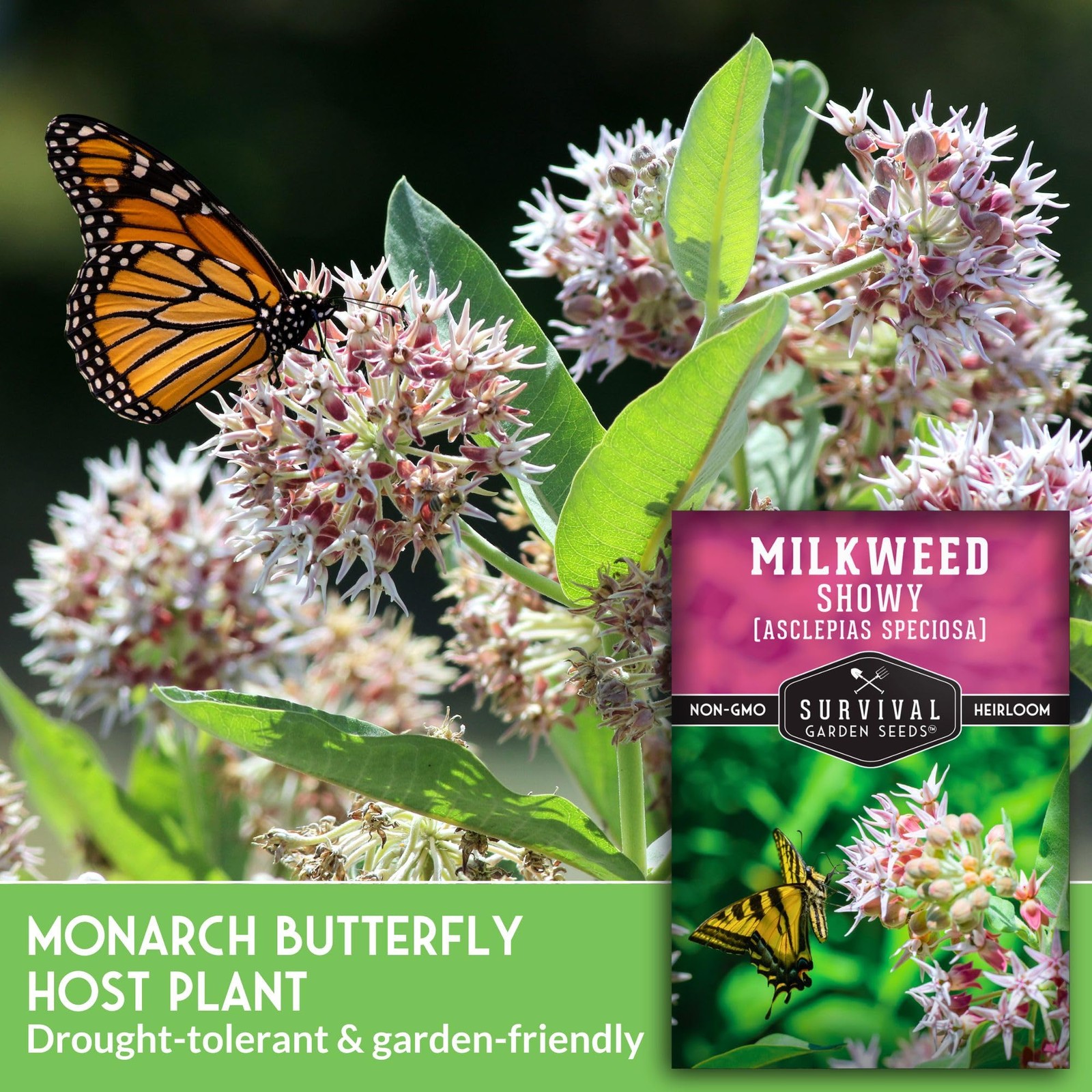 Showy Milkweed Seeds for Planting | Asclepias speciosa | Monarch Pink