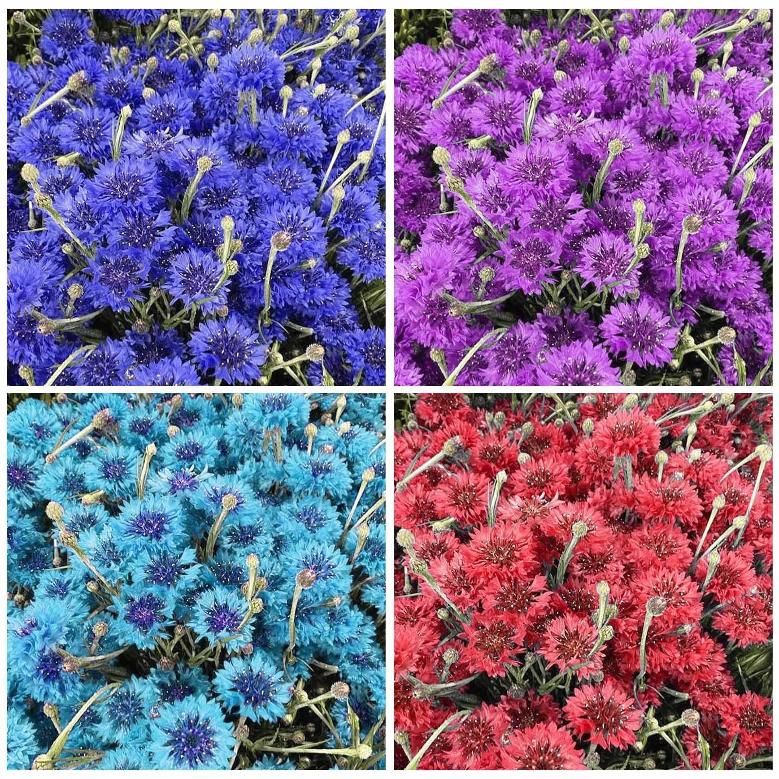 3200+ Mix Cornflower Seeds for Planting – Non-GMO Bachelor Button Flower…