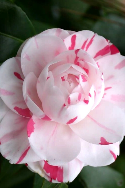**LA PEPPERMINT**Bicolor Bloom**Camellia Japonica-Live Starter Plant -USA SELLER
