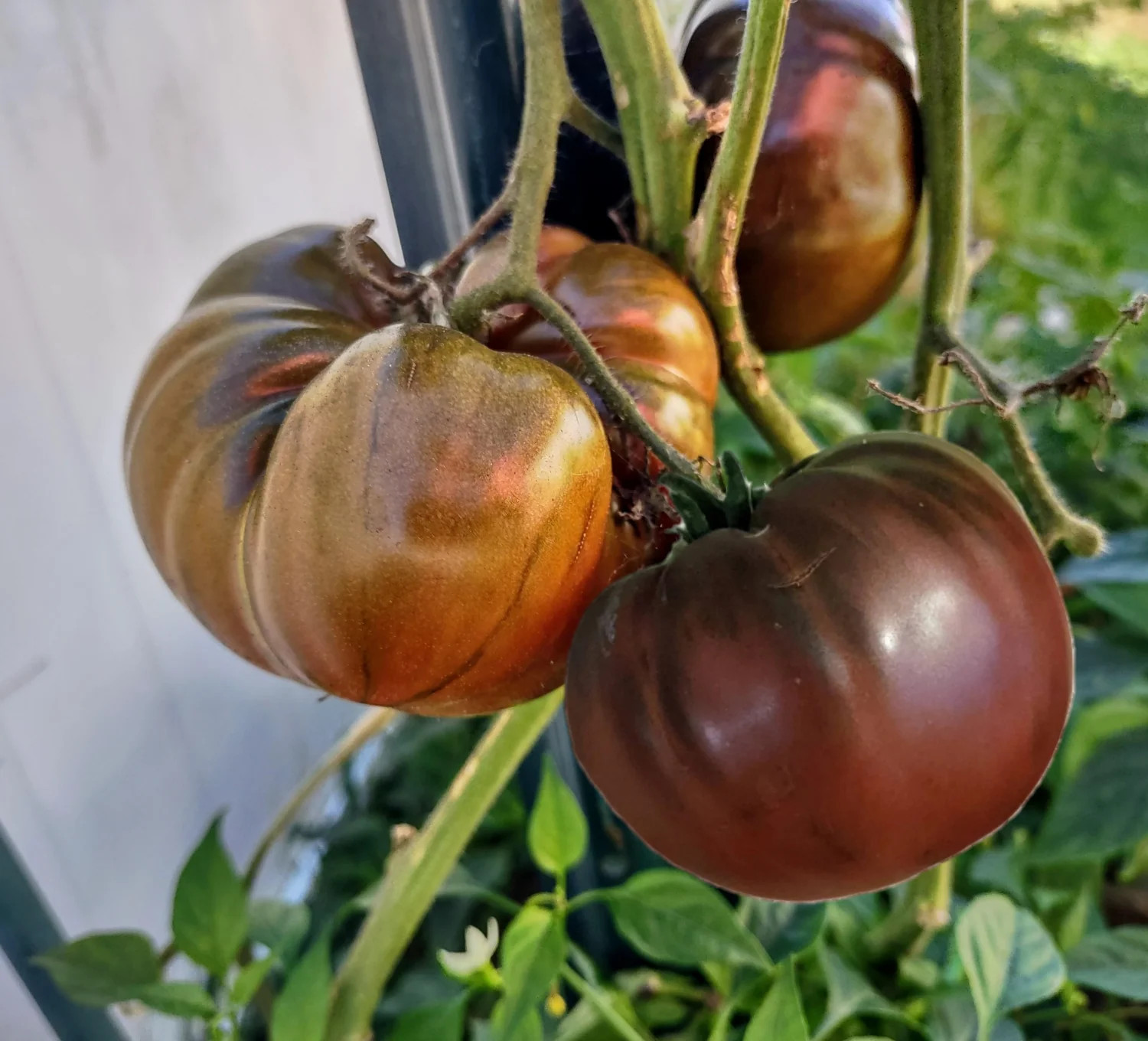 Cherokee Purple Tomato Seeds – For 2025 Planting Heirloom Beefsteak Native Large