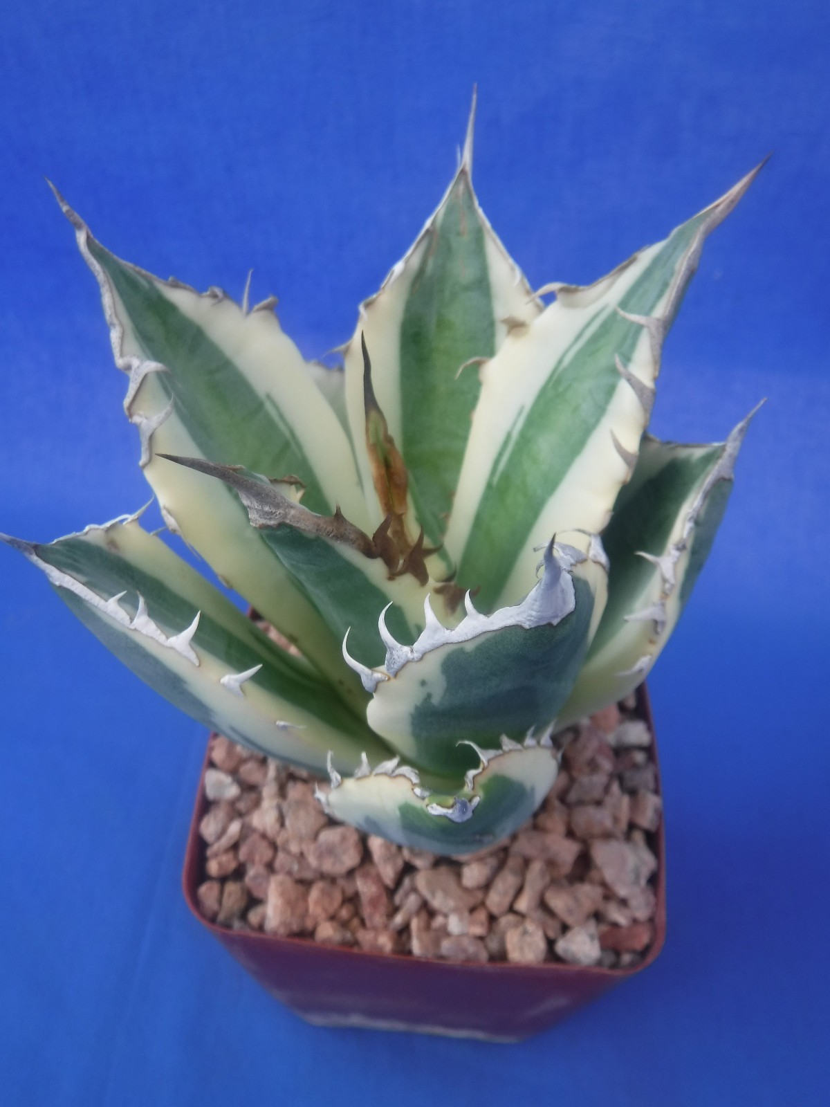 Agave titanota “Snaggle Tooth” VARIEGATED Super Rare 3.5″ Wide STARTER PLANT V2