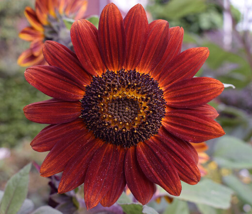 8 Species Mix Sunflower Seeds For Planting Assorted Variety Sun Flower Seed 2024