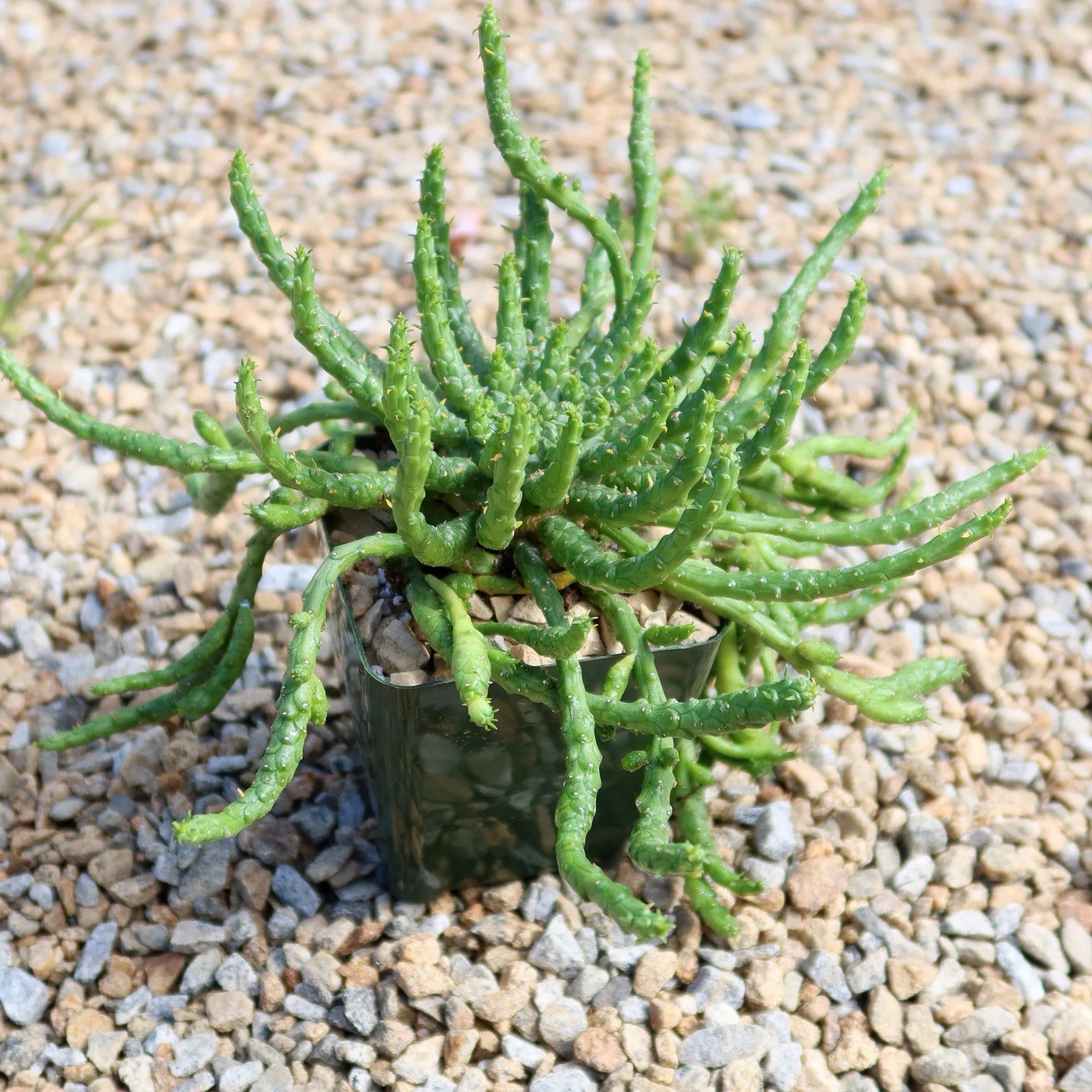 6” Specimen Medusa Head Plant Euphorbia flanaganii Rare Mature Caudex Succulent