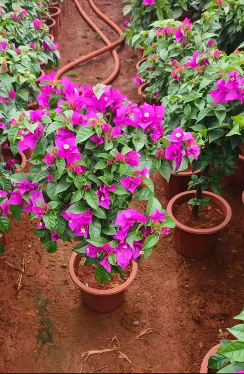 Purple Bougainvillea Medium Size bonsai 紫色三角梅 15-20 In Tall