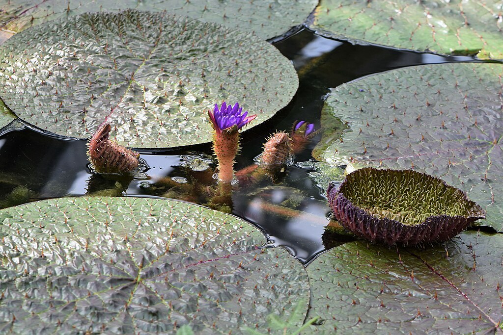 Euryale ferox GIANT PRCKLY WATER LILY – 5 SEEDS!