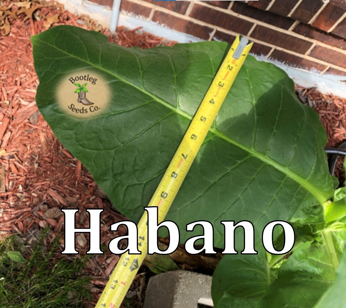 Cigar Rolling – Tobacco Seed Variety Pack – Three variet