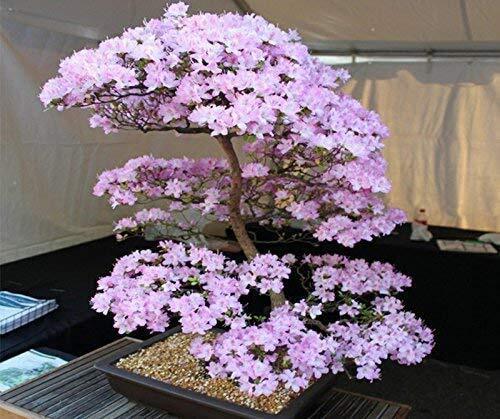10 Japanese Cherry Blossom Bonsai Seeds – Flowering Sakura Bonsai Seeds