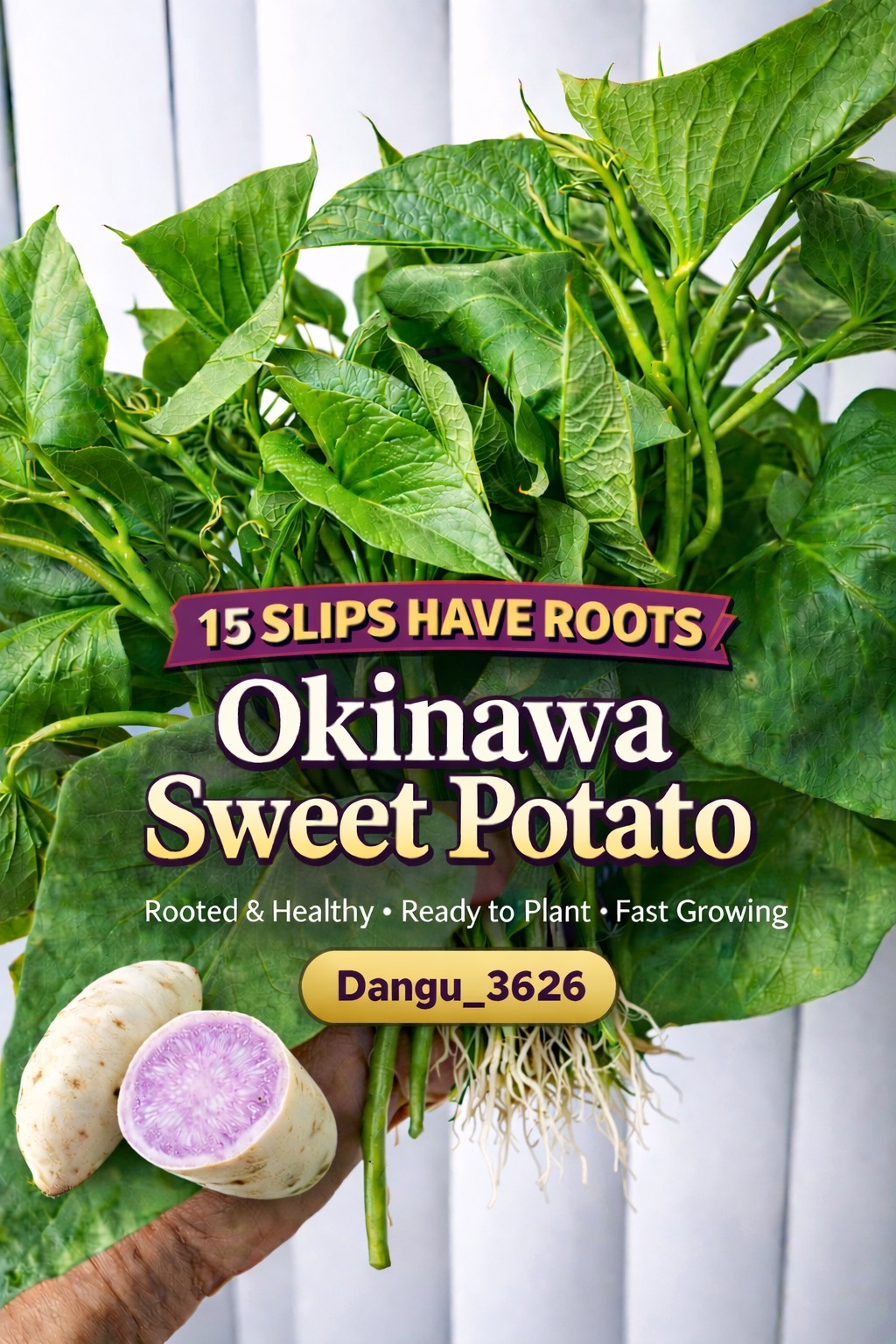 Okinawa Sweet Potato Slips Rooted (15 Cuttings) – Fast Grow – Organic – USA