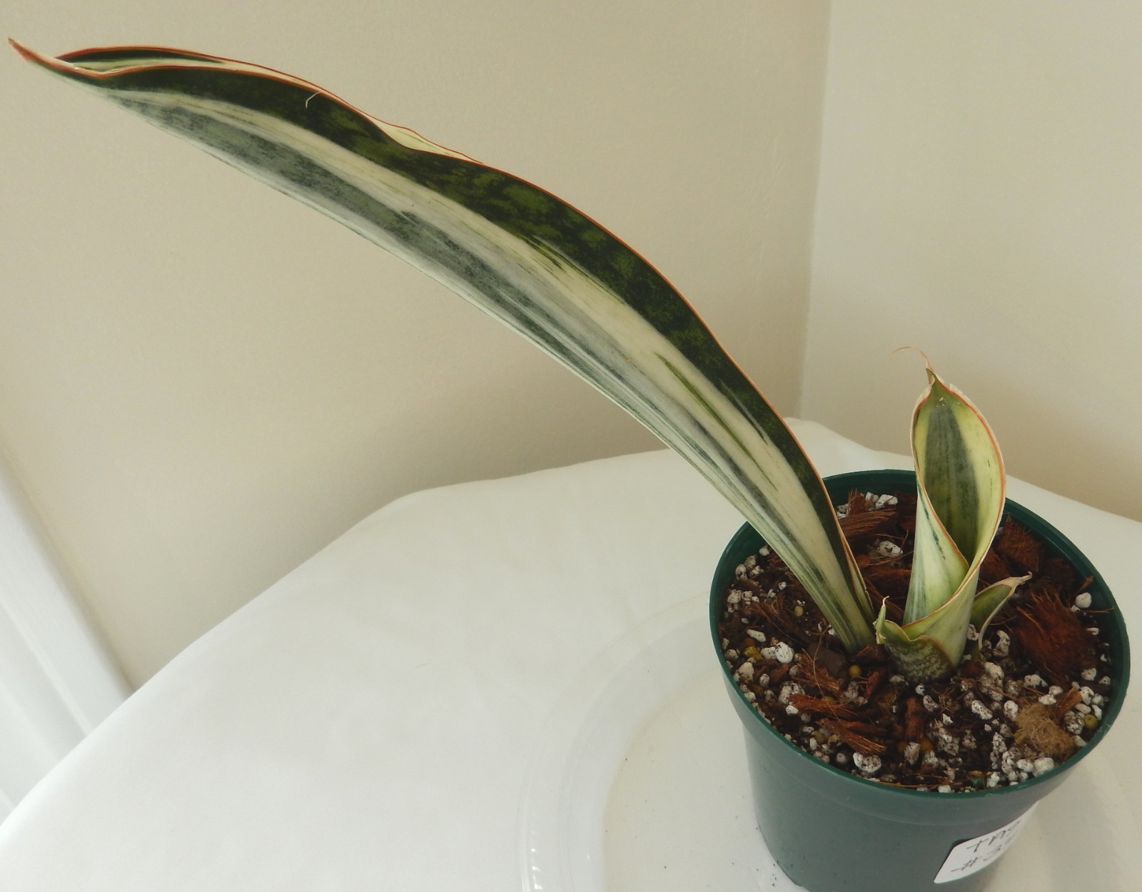 White Variegated Whale Fin Sansevieria Rooted In 4″ Pot Tag #34
