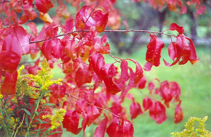 BLACK CHERRY TREE LIVE PLANT 12 – 16 INCHES Prunus serotina Ehrh.