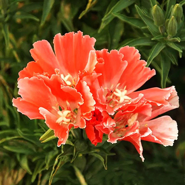 Orange Glory Godetia Seeds – For 2025 Planting Clarkia Azalea Double Flowering