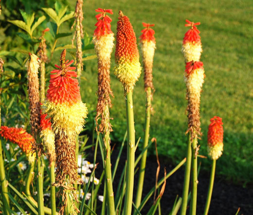 RED HOT POKER TORCH LILY Kniphofia Uvaria Royal Castle – 200 Bulk Seeds