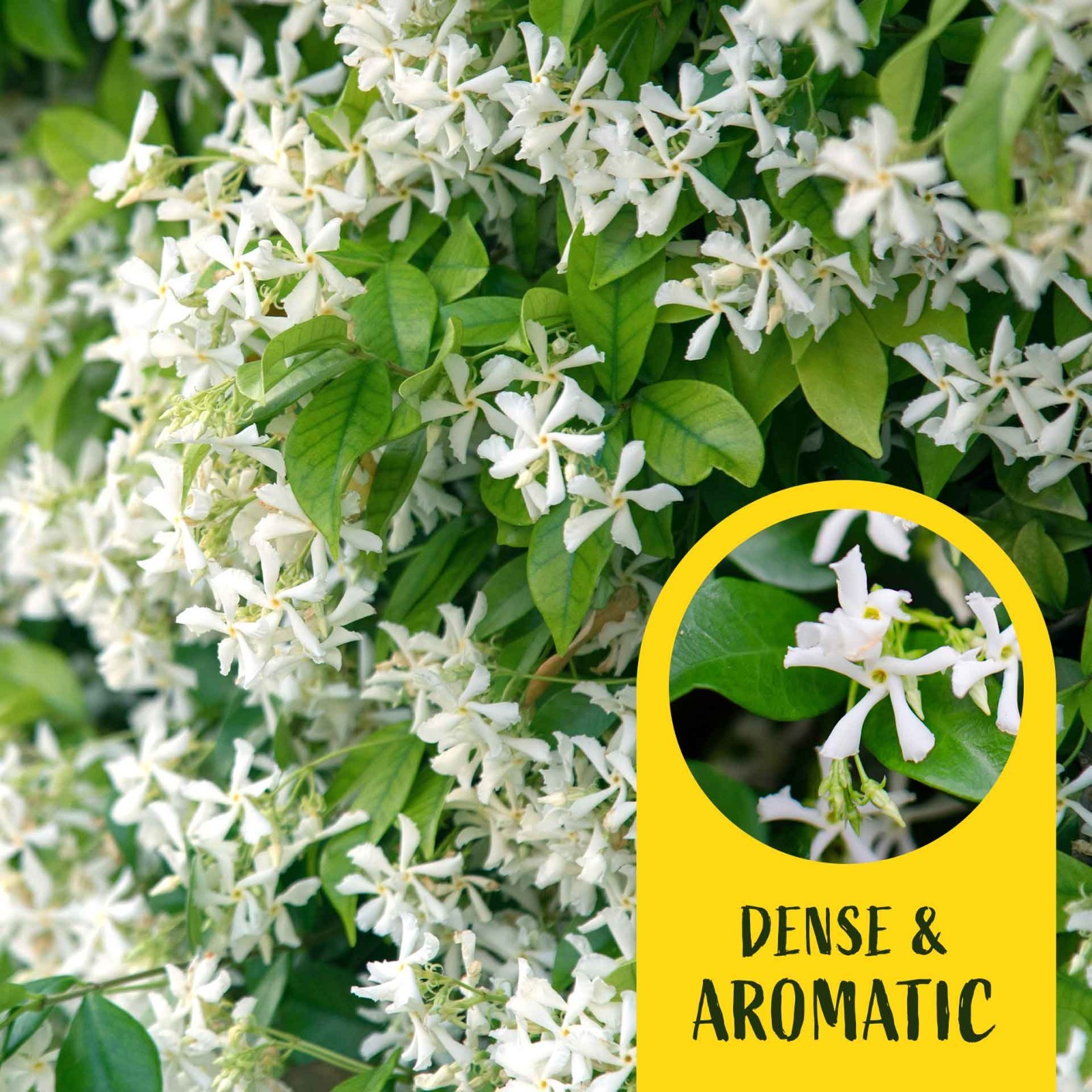 2 Star Jasmine Plants in 3.5” Cubes | Fragrant Evergreen Vine (Trachelospermum)