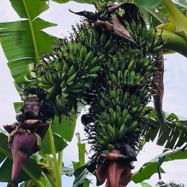 Double Mahoi Banana (Musa spp.)-1 TC Plant Plug Tree -3-6 inches-Edible Fruit!!!