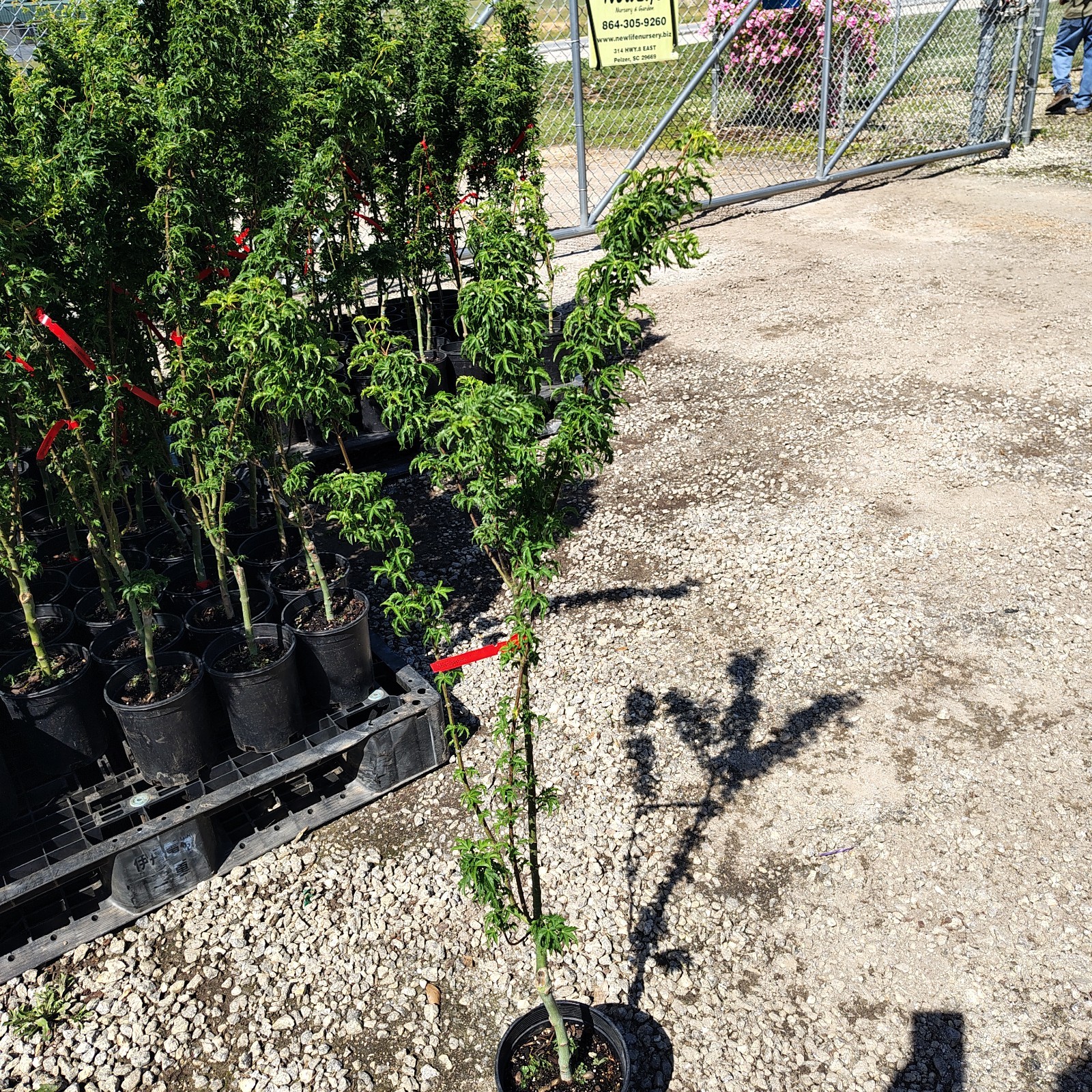 Shishigashira ( Lions Head ) Japanese Maple Tree – Live Plant – ( 2.5 QT )