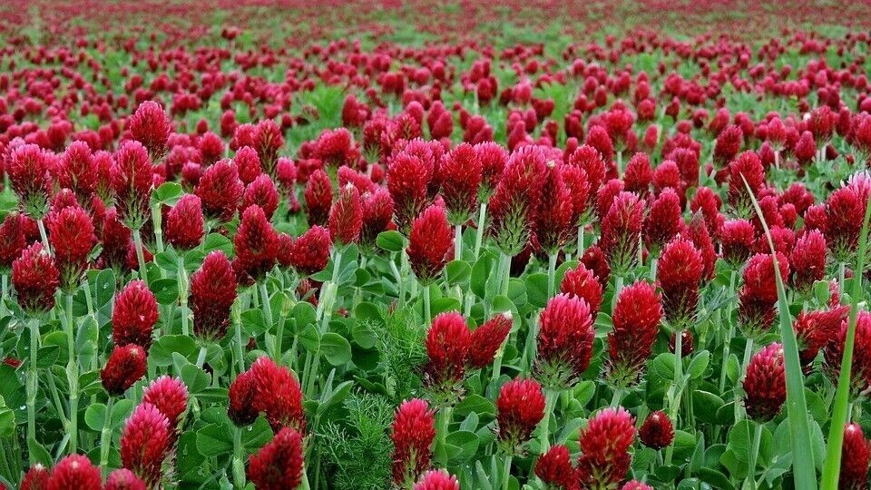 1200+ Clover CRIMSON RED SEEDS – Pollinator Food – Cover Crop – NON GMO — FRESH