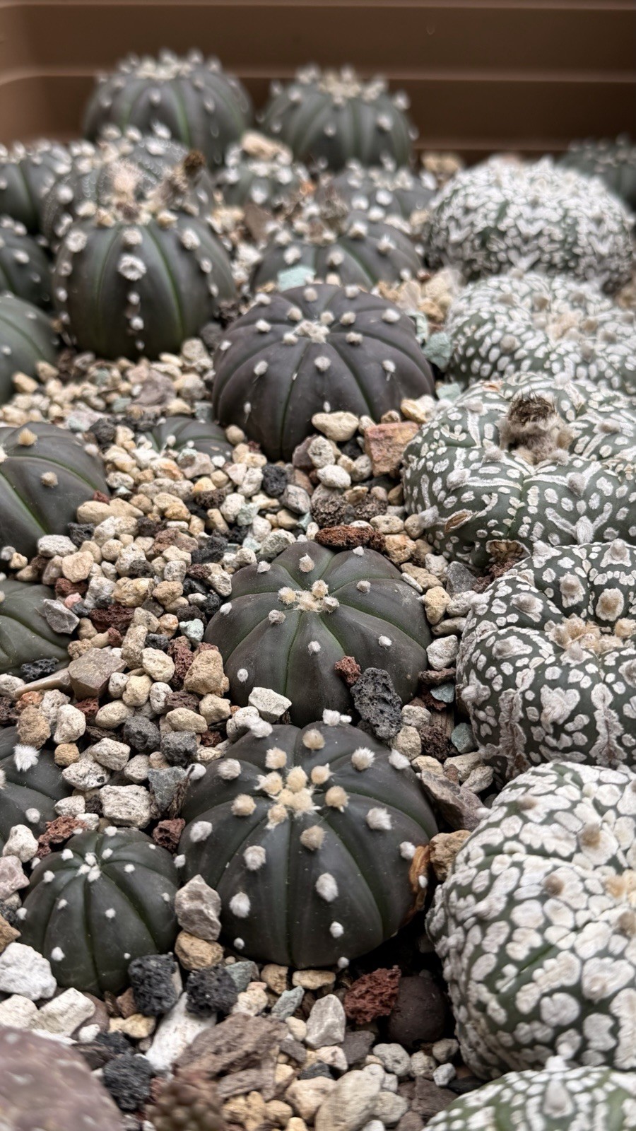 Astrophytum Asterias Star Cactus Sand Dollar rare cactus seed grown WHOLE TRAY