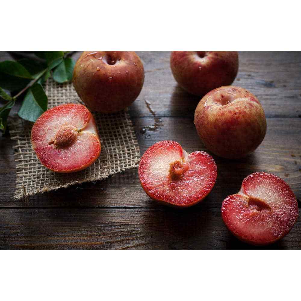 Dwarf Beauty Plum Tree, Self-fruitful, 36″ Tall