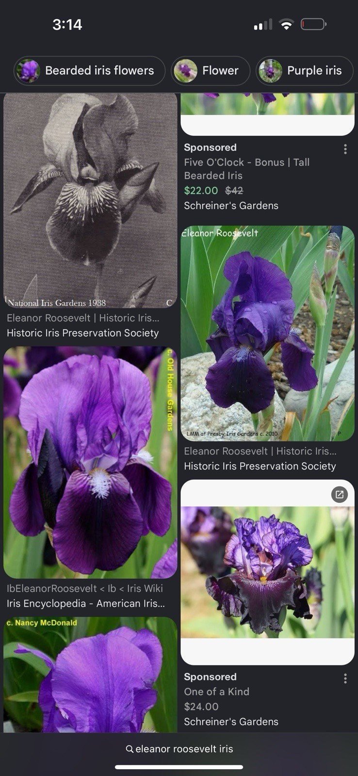 Eleanor Roosevelt Intermediate Bearded Iris-Can Combine Shipping