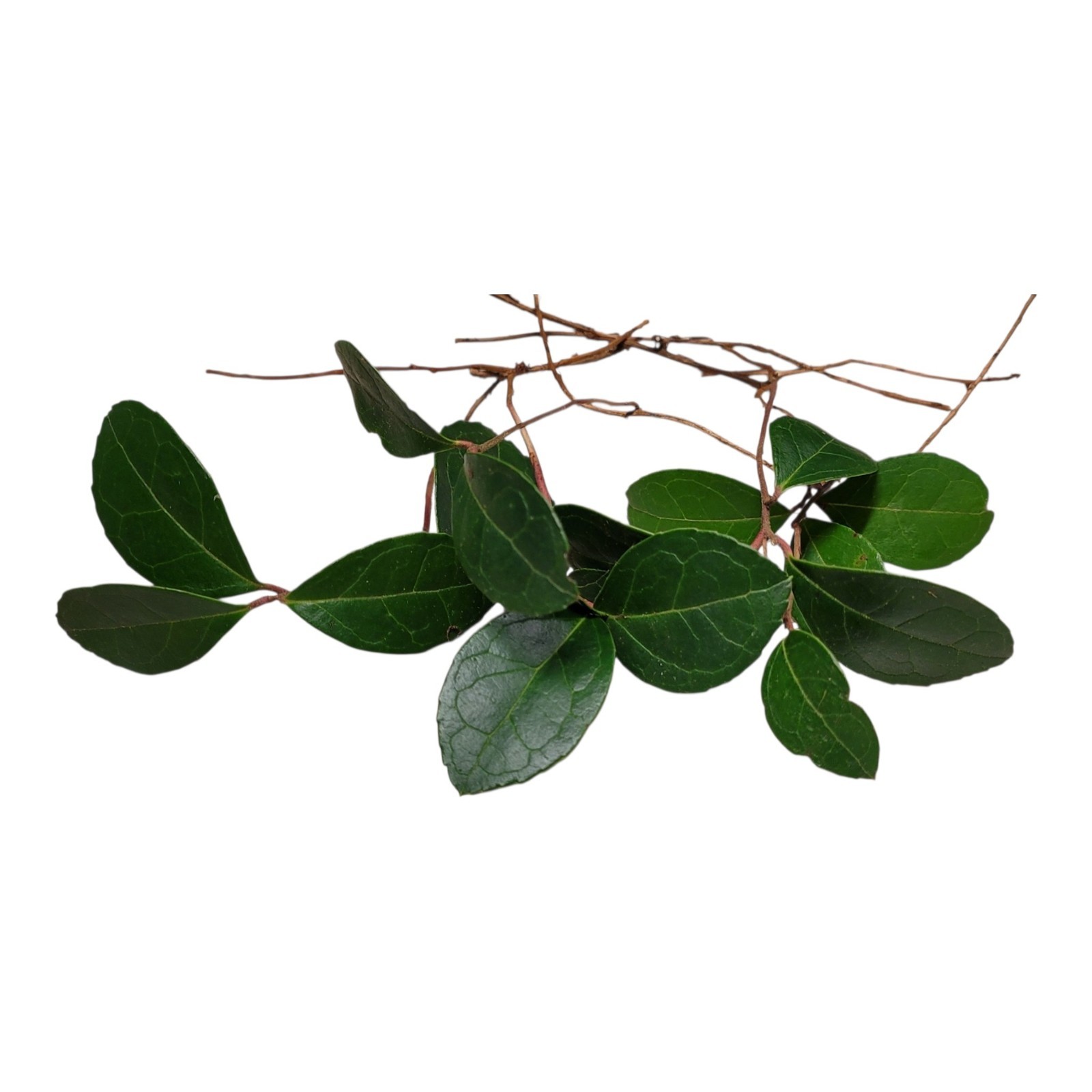 5 Bare Root Teaberry Cuttings | Wintergreen Plants | Gaultheria Procumbens
