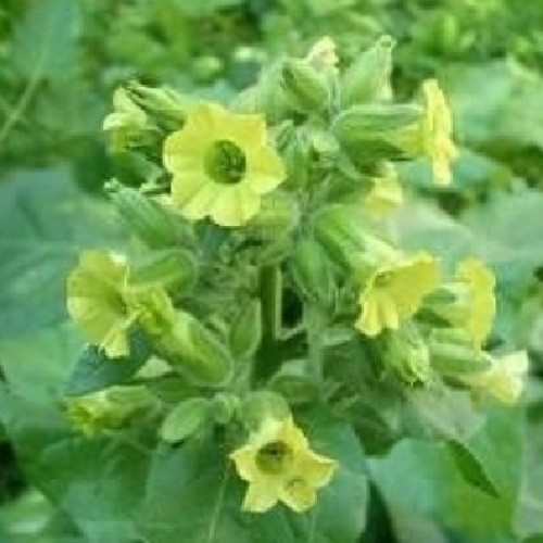 5,000+ Aztec Nicotiana rustica Sacred Tobacco Seeds For Planting, Ceremonial