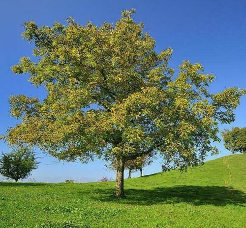 Black Walnut Tree – 18-24″ Tall Live Plant – Bareroot Seedling – Juglans nigra