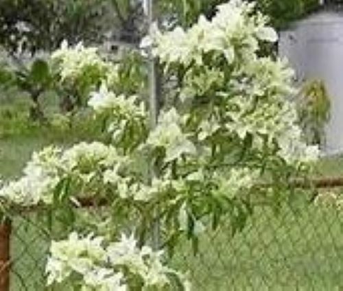 Well Rooted **KEYWEST WHITE** Bougainvillea starter/plug plant**SHIPS BARE ROOT*