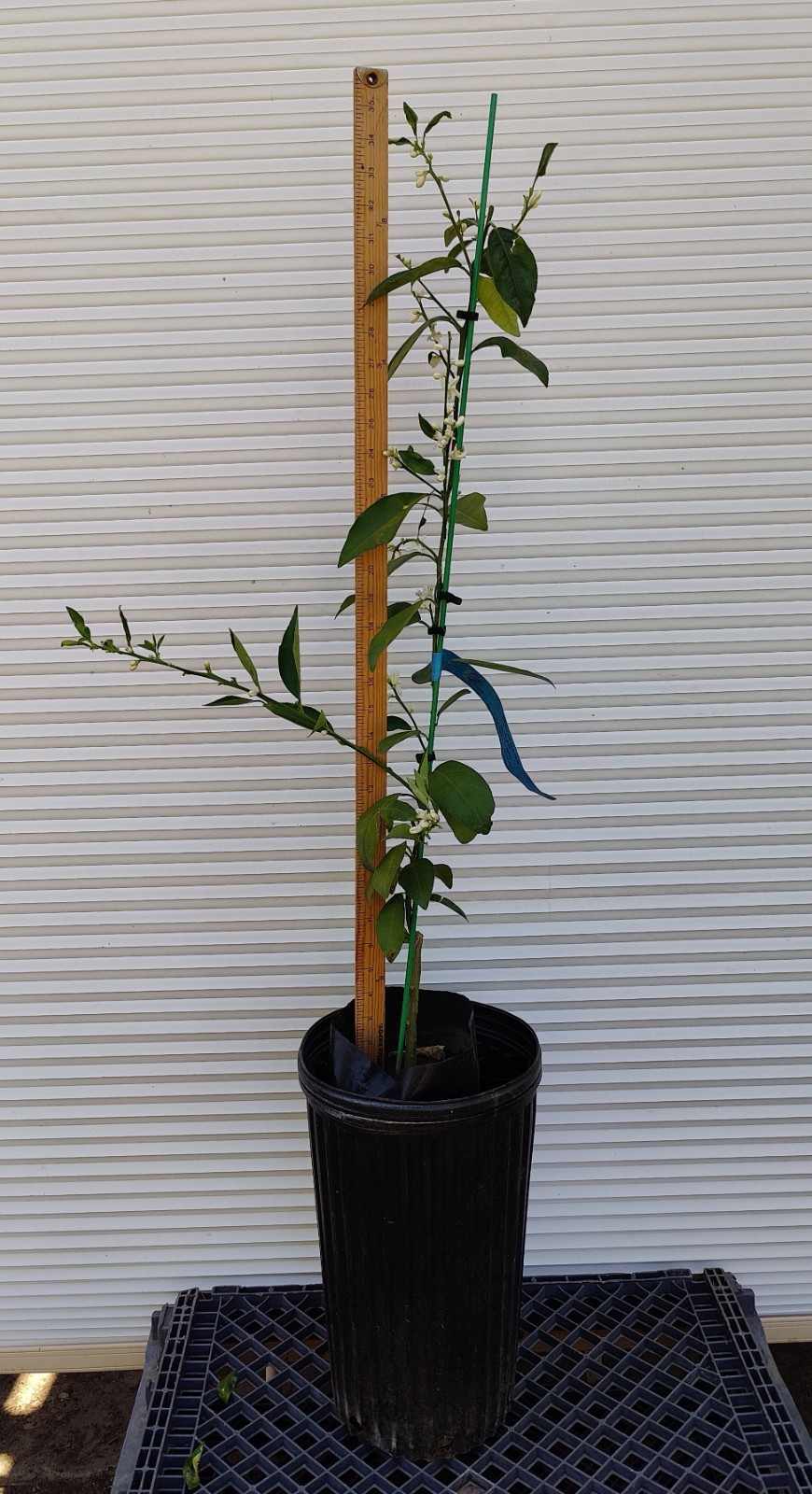 1 (One) Live Plant of “HONEY TANGERINE or MURCOTT” grafting, 30-40″ Tall