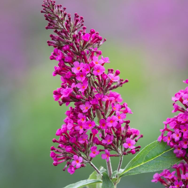 2 Red Pink Buddleia Butterfly Bushes Live Plants 4-9″ Fragrant Shrub Bush