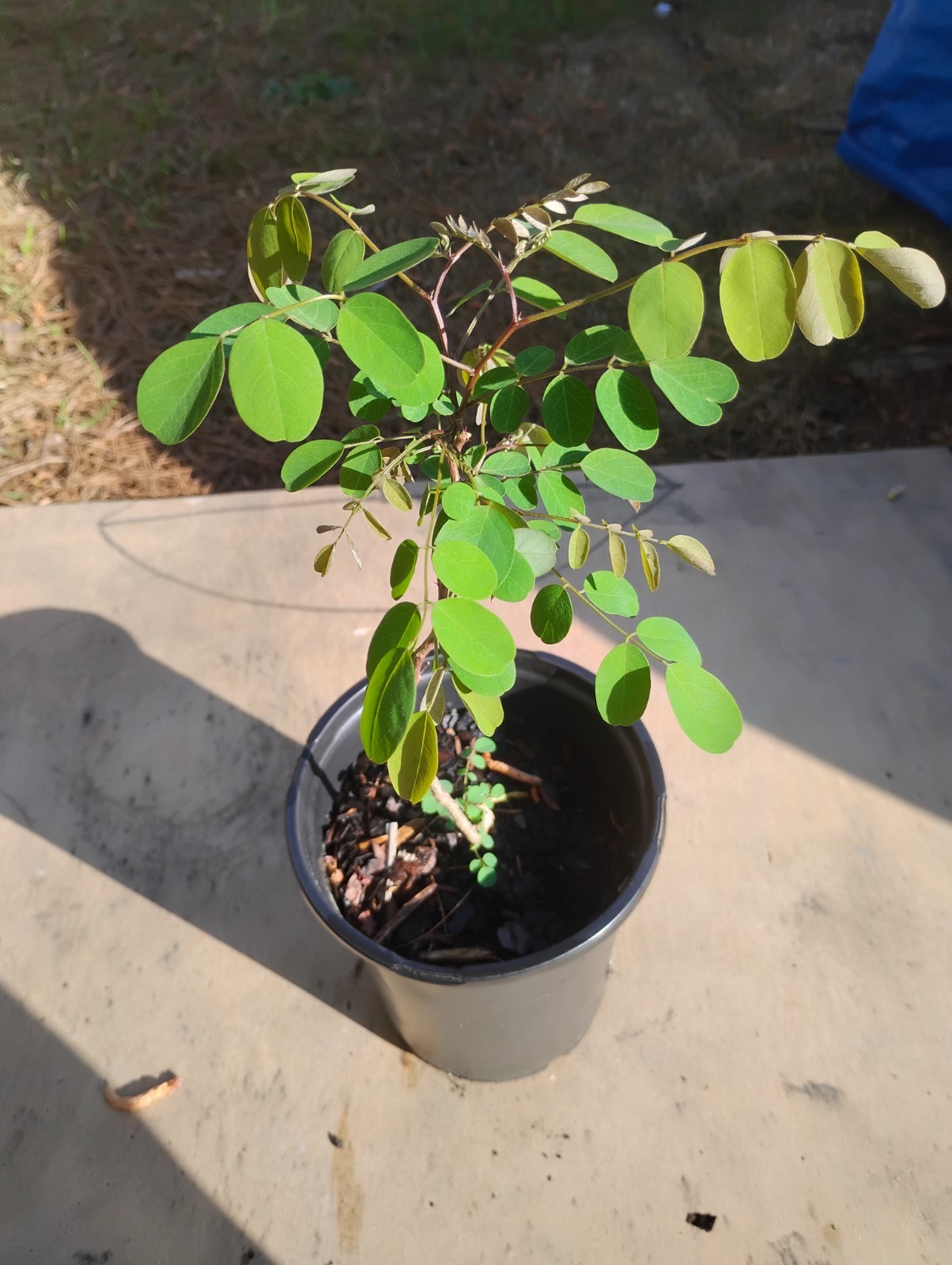 Black Locust Tree, 1 Gallon Pot.