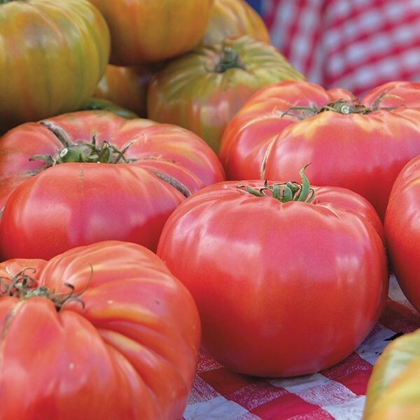 100 Brandywine Red Tomato Seeds- With Bonus! |Organic Non-GMO Heirloom