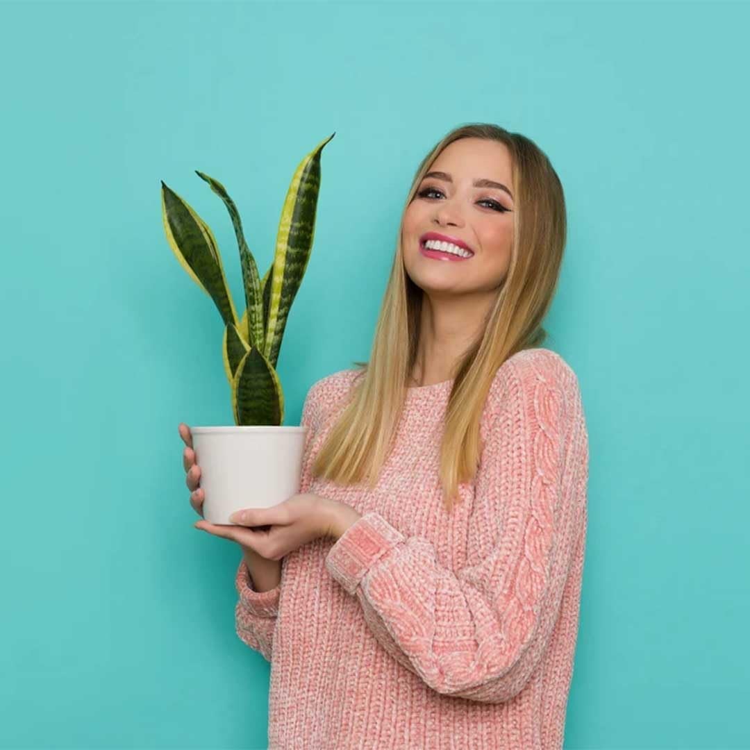 Snake Plant in 4Inch Pot Live Indoor Houseplant, Air Purifying & Easy Care