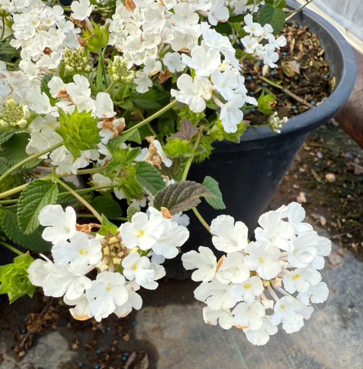 Trailing White Lantana Plug Plant – 2-4″ Tall – White Flowering Trailing Plant