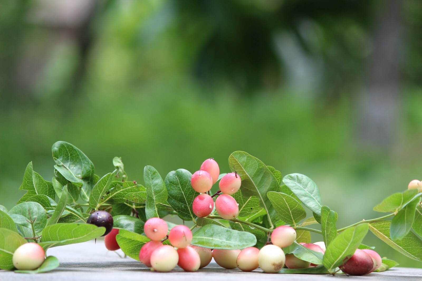10 seeds -Carissa carandas – Bengal Currant -See Full description Below