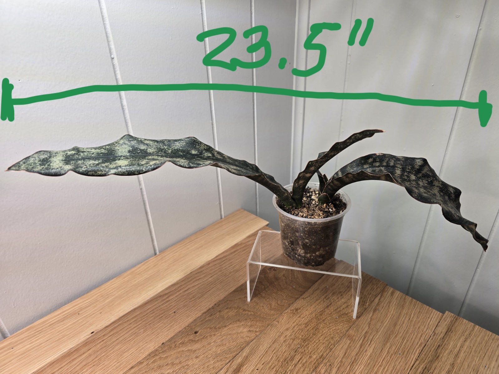 RARE!! HUGE!! Dracaena Pethera var. Sansevieria “Coppertone” Snake Plant 4″ Pot