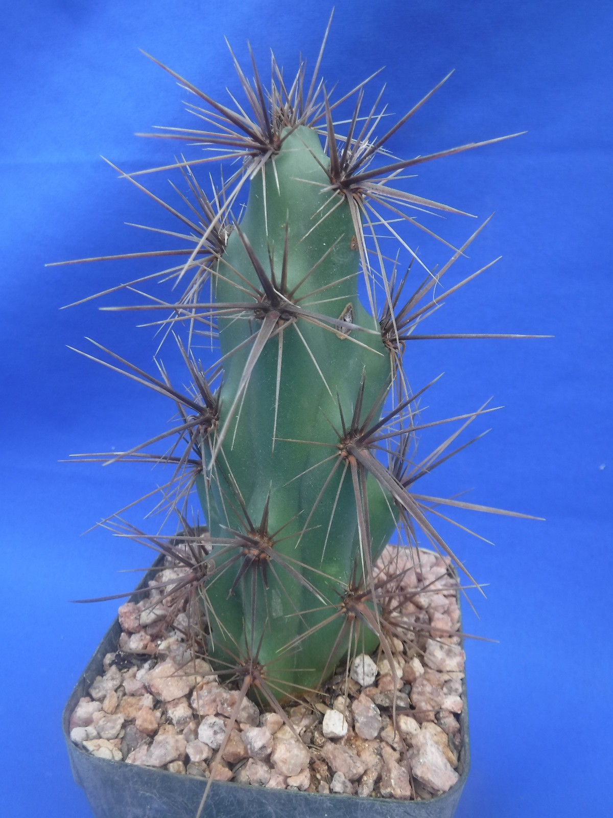 Grusonia emoryi New Mexico Form RARELY OFFERED! 6″ Tall Cold Hardy to 0F!!! C4