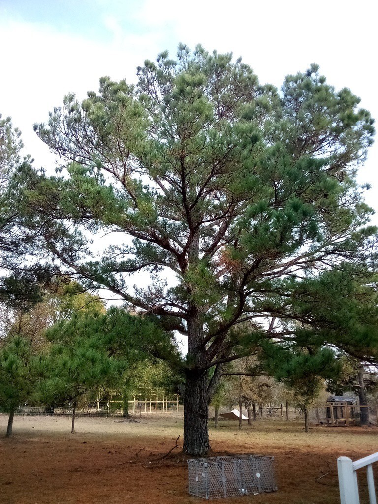 Loblolly Pine Tree | Premium Seeds | Pinus taeda | Plants’®