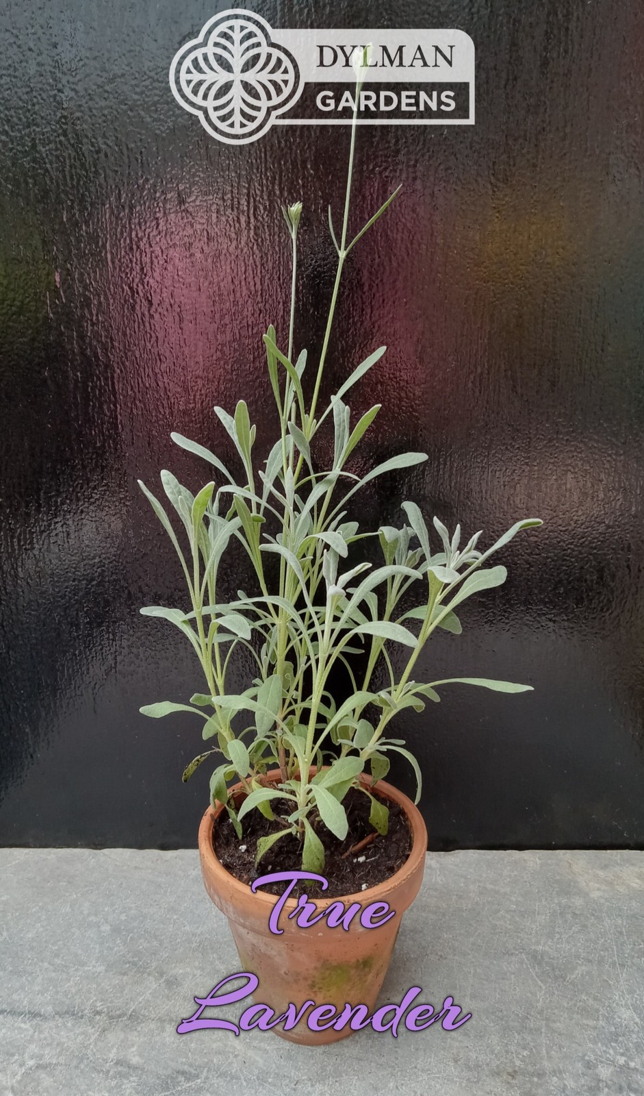 True Lavender (Lavandula angustifolia) Herb – Dwarf Lavender – Multiple Sizes