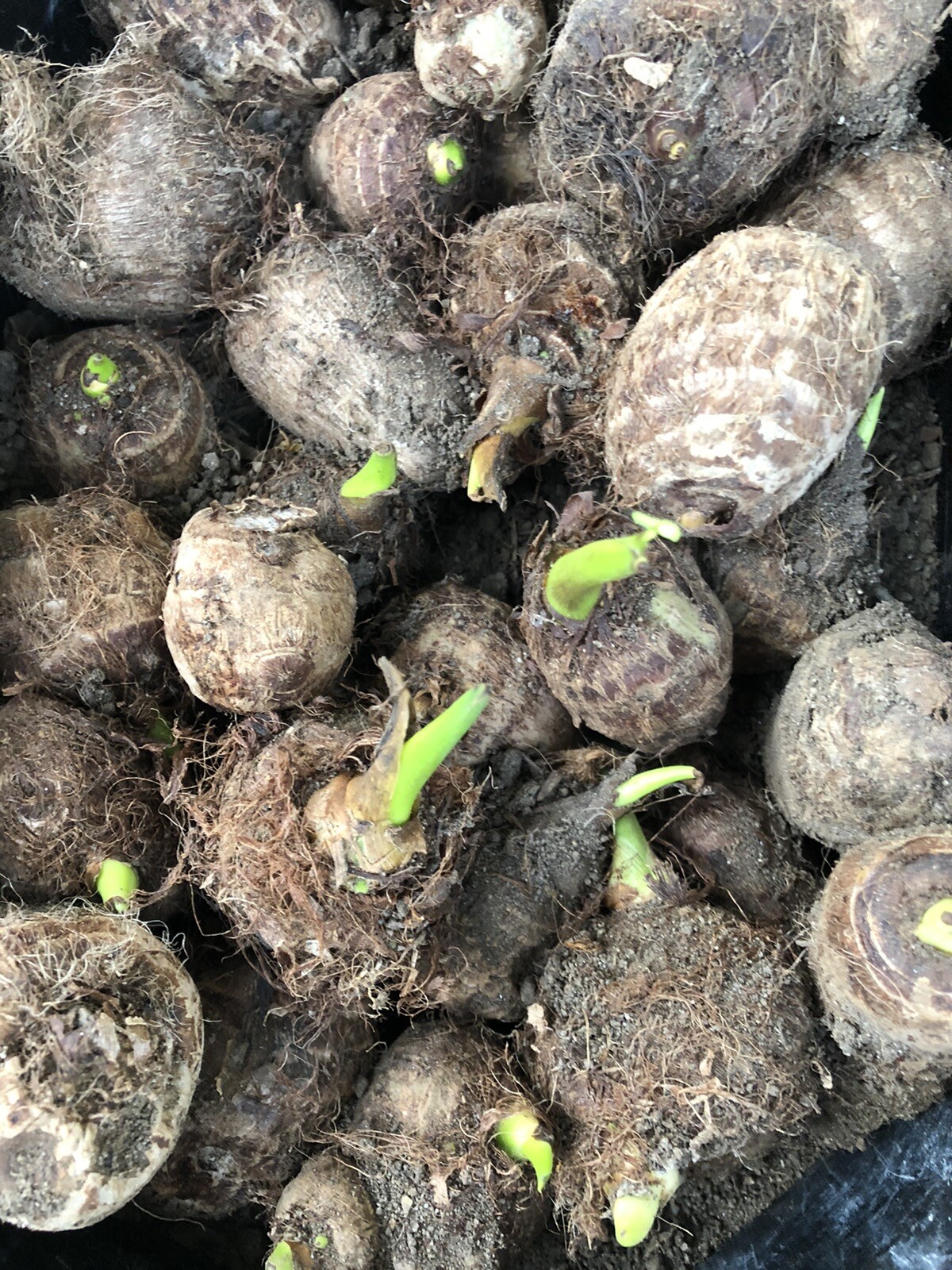 Sprouted Taro Root Bulbs 3pcs Elephant Ear Ready To Grow