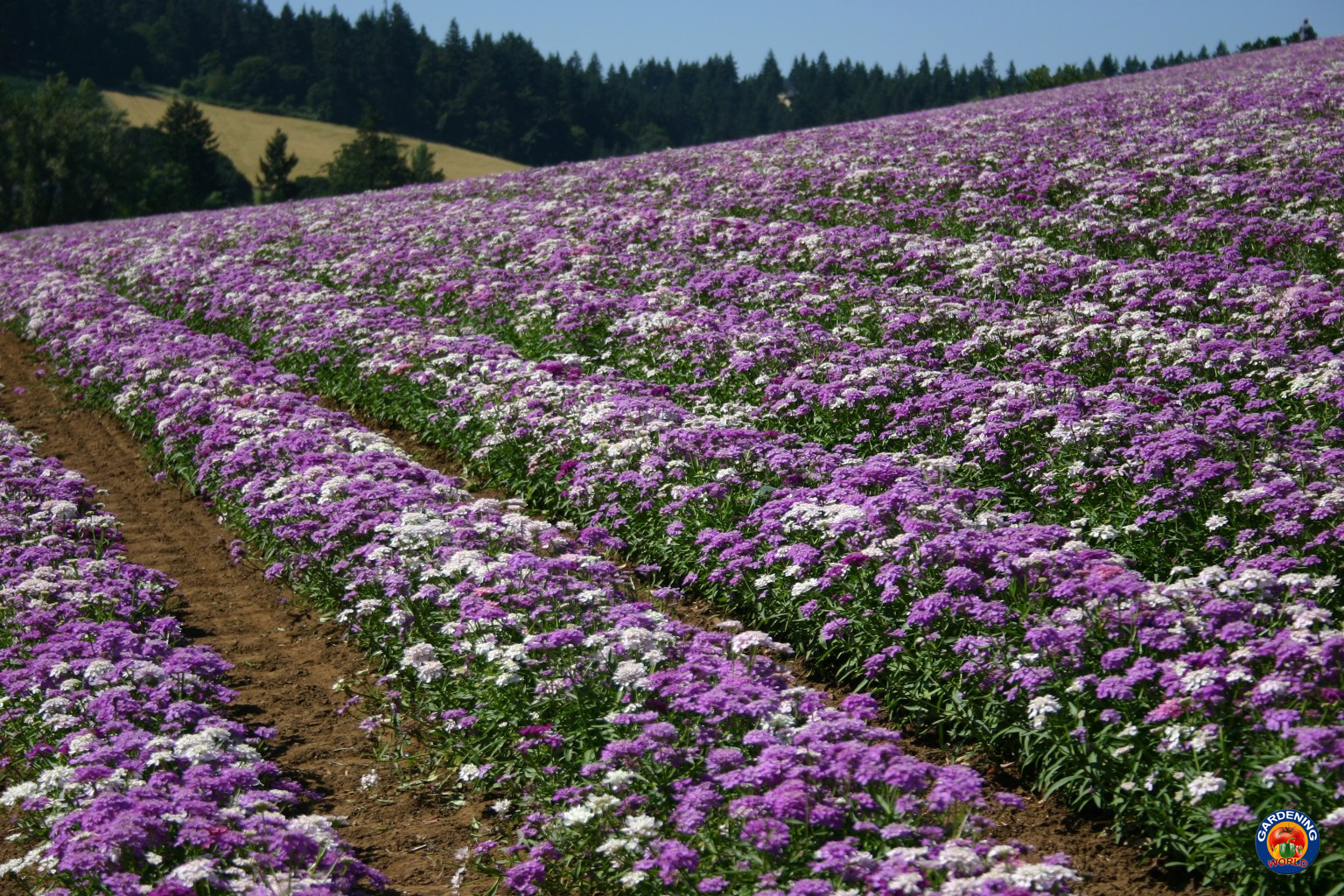 1000 CANDYTUFT Flower Seeds Iberis Umbellata Mixed Colors Ground Cover