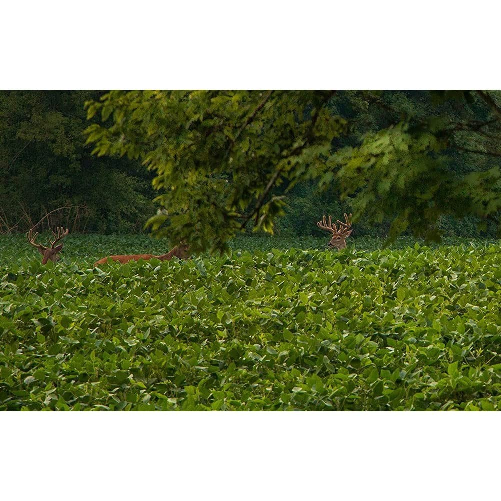 No-Till Forage Seeds for Deer – Easy Planting Fast-Growing Food Plot, 5 Lbs