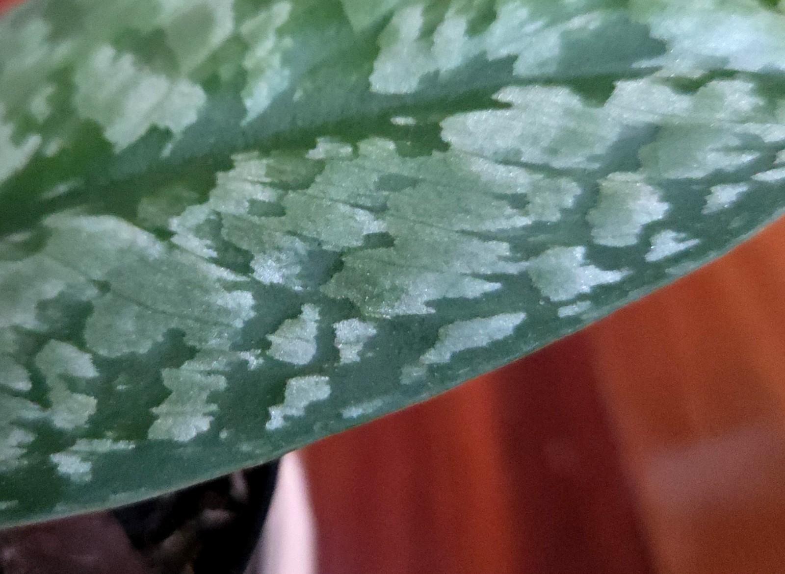 Rare Scindapsus Blue Splash 12″ Tall 2 Plants Aroid not Monstera Philodendron