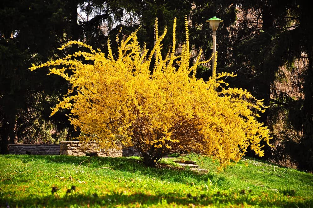 Weeping Forsythia Bush Seeds for Planting (50 Seeds) – Forsythia suspensa