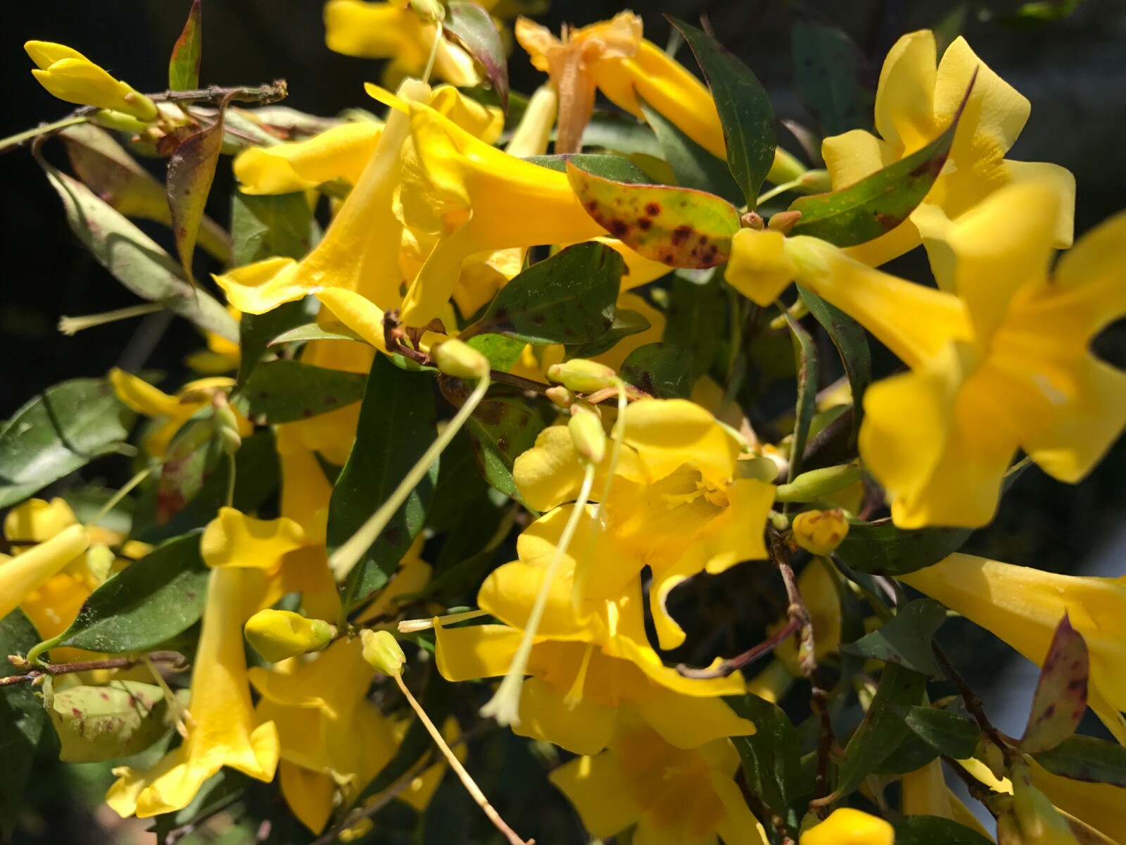 6 Yellow Carolina Jasmine Live Plants with Roots Starter Vines Climbing