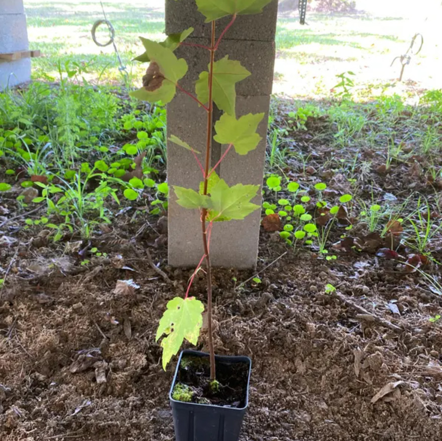 Live Native Red Maple Tree – 12–16″ Tall – Quart Pot – No Ship AK, HI, or PR