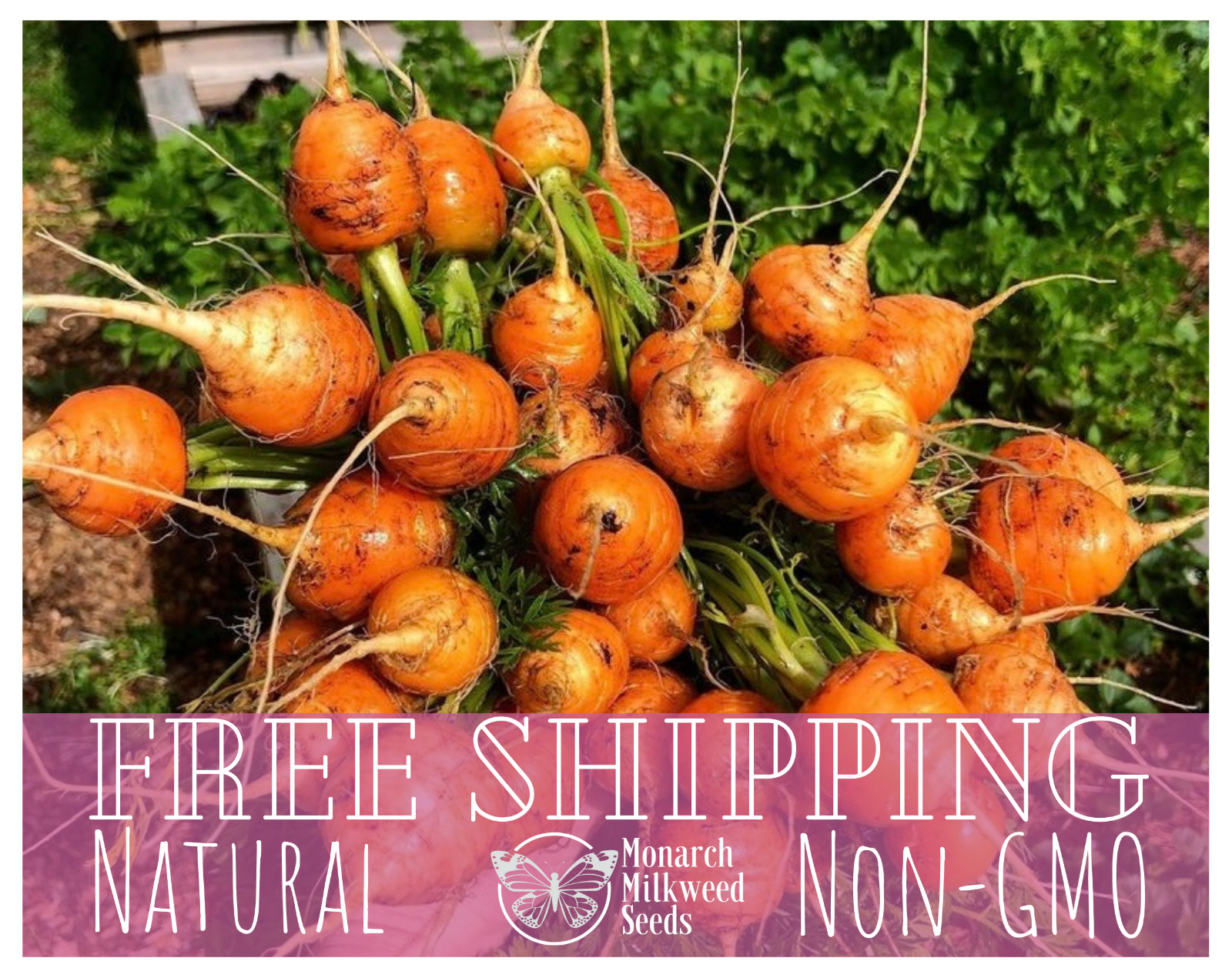 3600+ Carrot Seeds ‘Parisian’ | Heirloom, Non-GMO, Vegetable Gardening Seed Pack