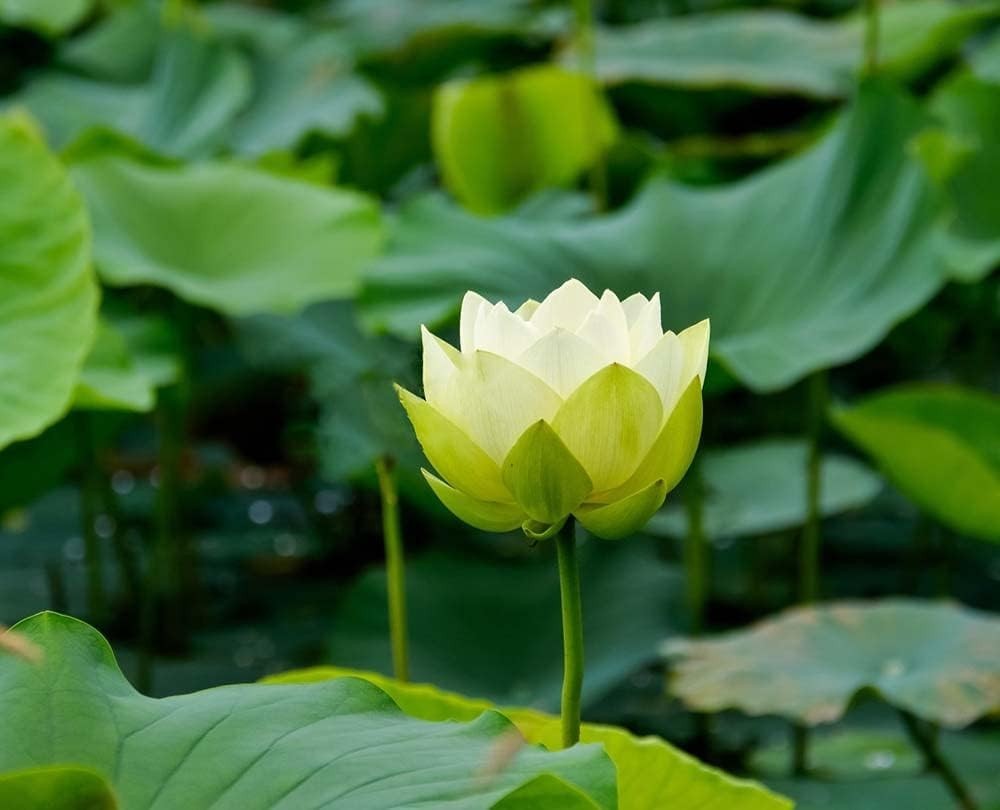 Germinate 30PCS Bowl Lotus Seeds – Easy, Beautiful Aquatic Plants